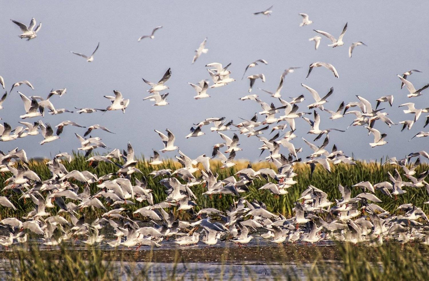 заповедник, множество птиц,неописуемое зрелище., Анатолий Салтыков
