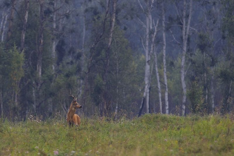 про косуль фото превью