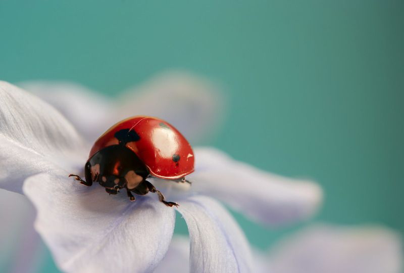Ladybug фото превью