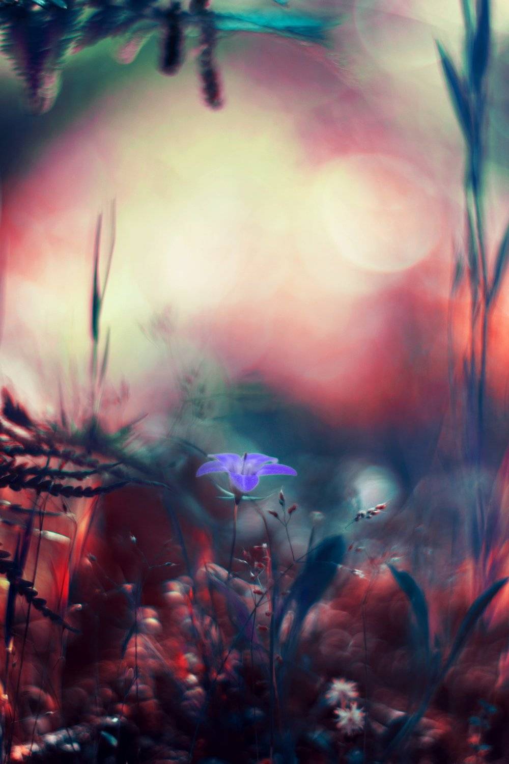 Flower,purple,nature,green,red,blue,light,spring,season, Борислав Алексиев