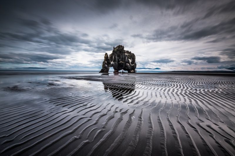 Дикое исландское животное на водопое фото превью