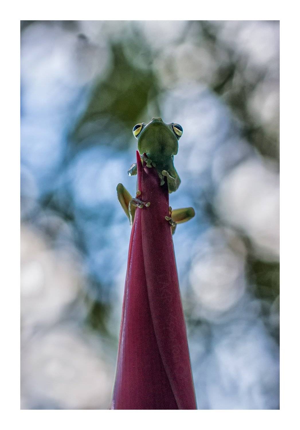 animals macro nature ranas frogs , Luis Antonio Clemente Rodriguez