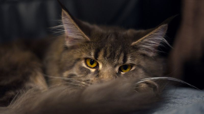 животные, котик Под присмотром фото превью