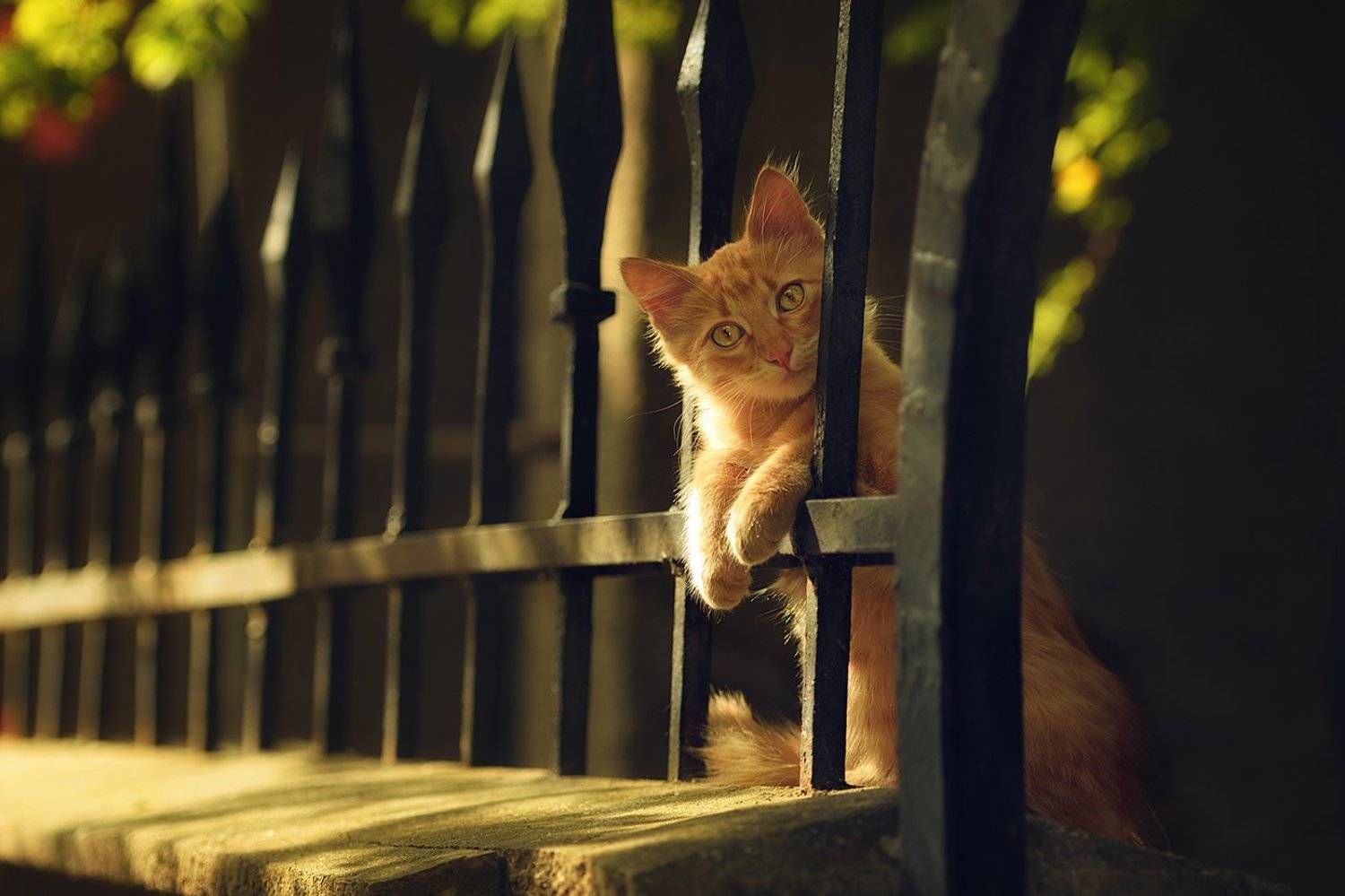 котёнок, рыжий, Вьюшкин Игорь