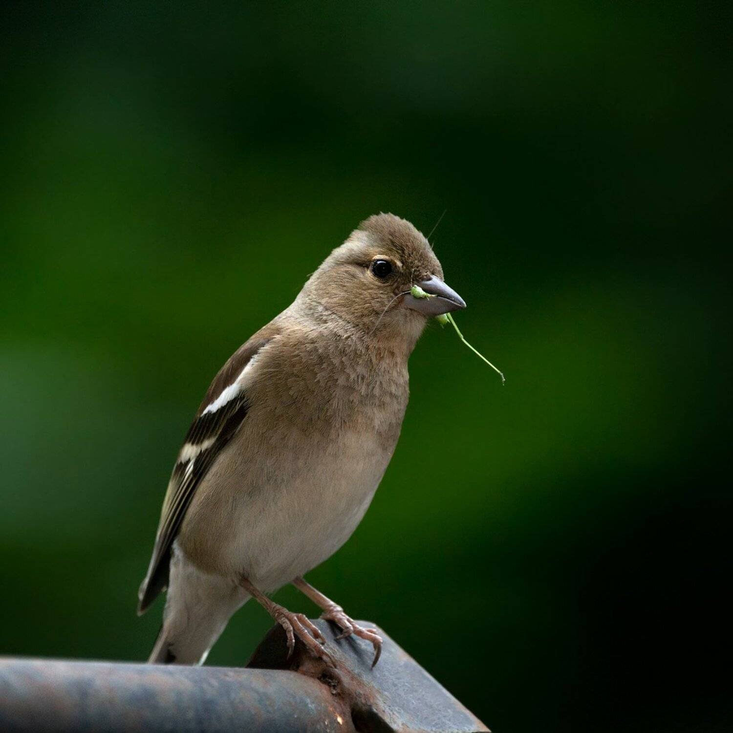 , Эльдар Гуртуев