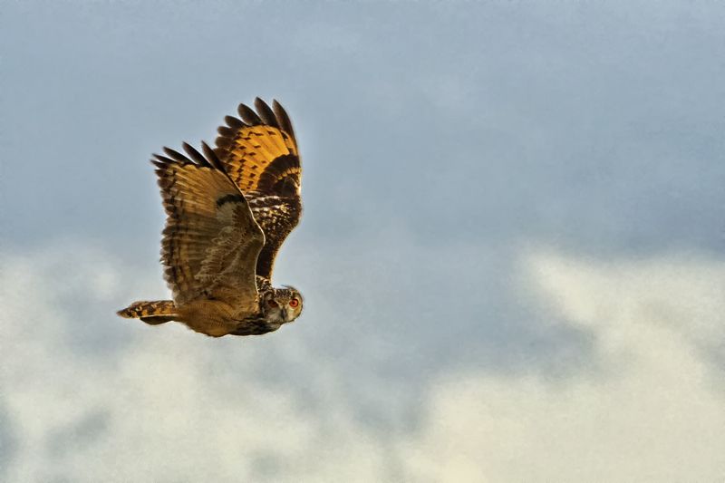 indian eagle owl Indian Eagle Owl фото превью