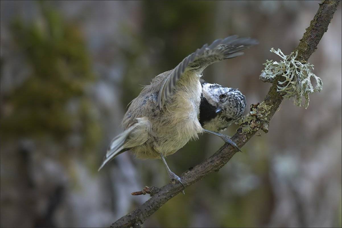 гренадёрка, Андрей Медведев