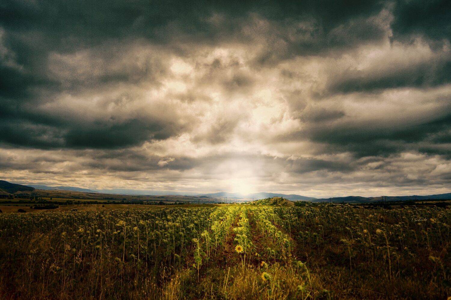 landscape sunflowers field пейзаж подсолнечника поле, Teodora Sarbinska