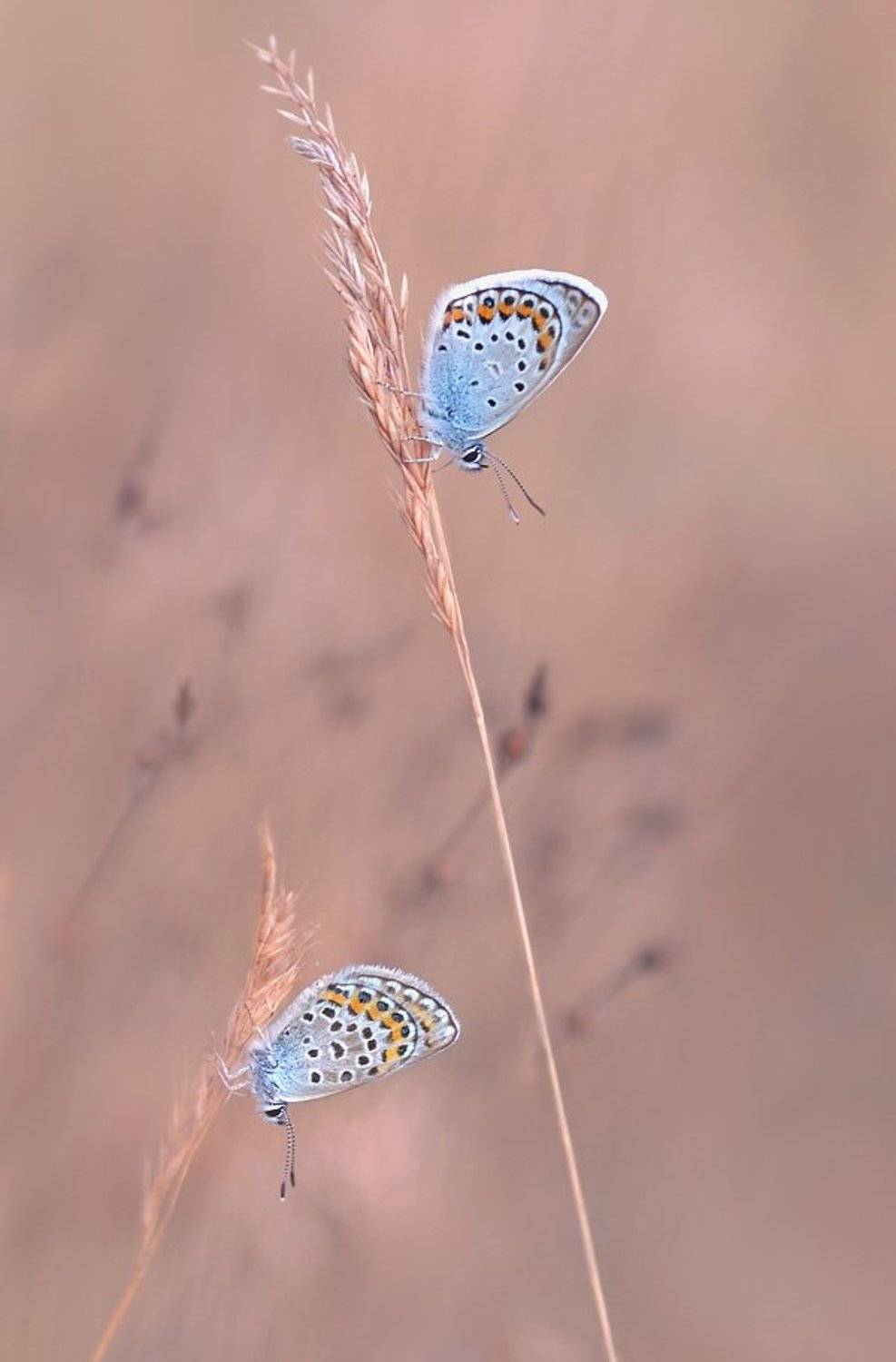 голубянки., Елена Елена
