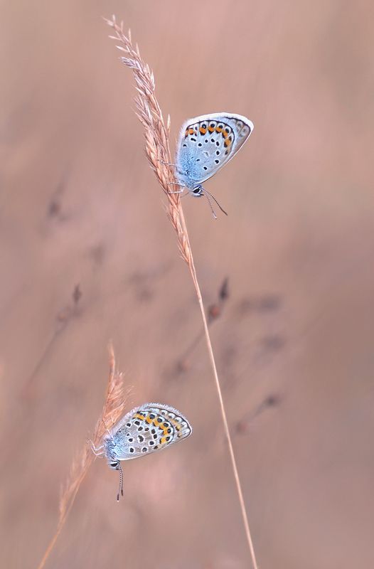голубянки. Летний вечер. фото превью