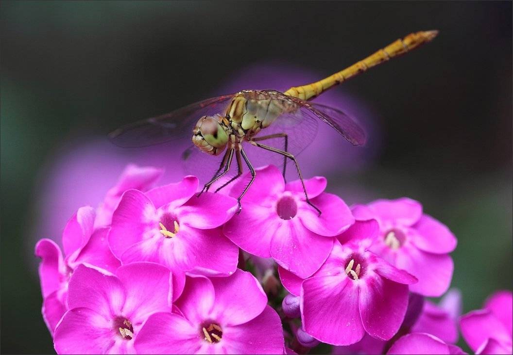 , Сергей Фудиненко