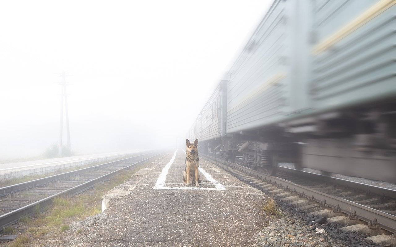 животные,собаки,верность,преданность,север,туман,animals, dogs, loyalty,devotion, north, fog,, Игорь Триер