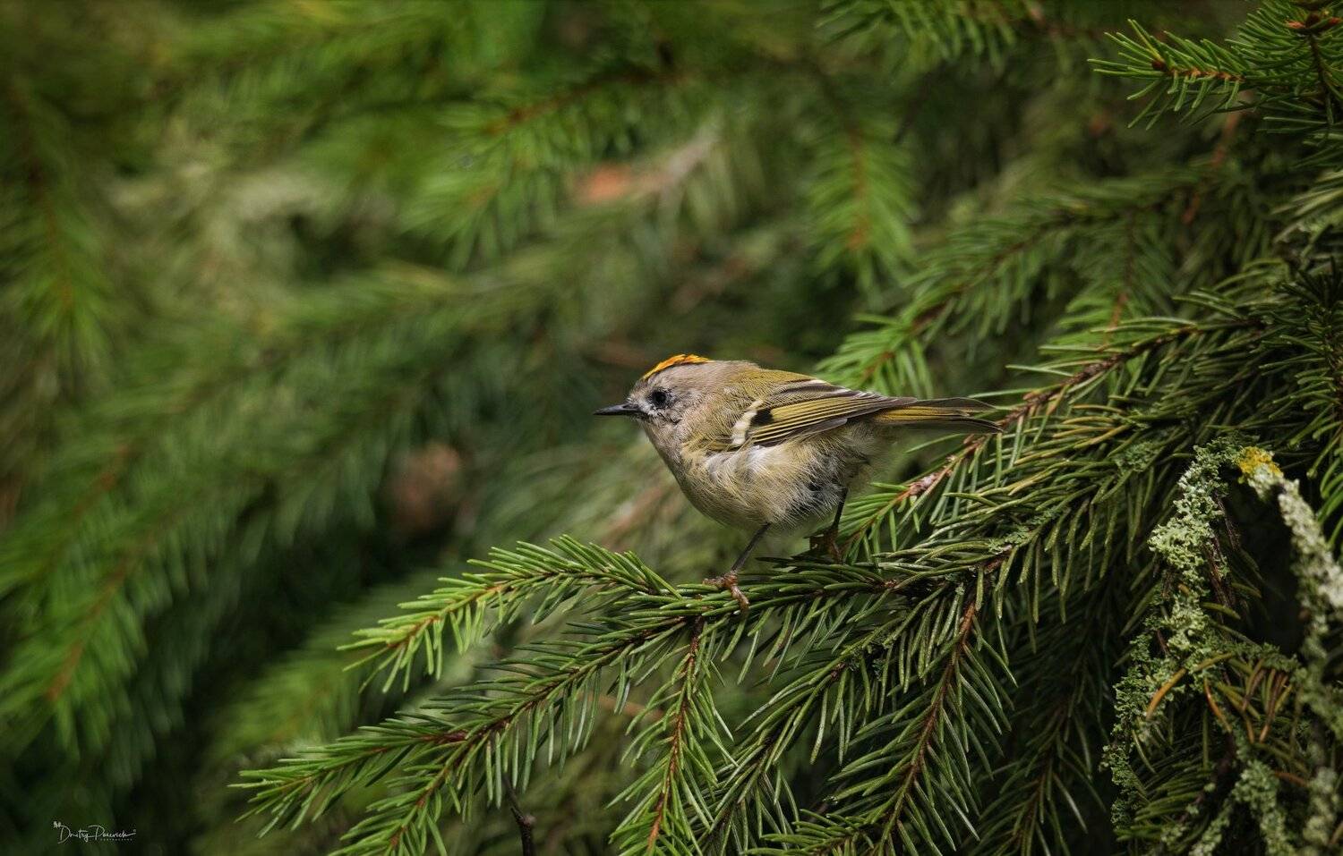 природа, лес, животные, птицы, Дмитрий Посевич