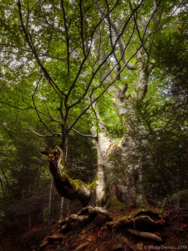 Старый бук. Карпаты. фото превью