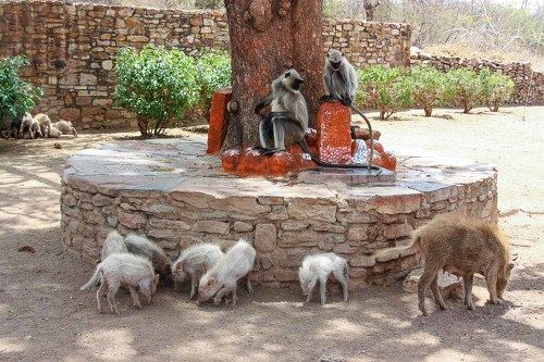 Индийская идиллия