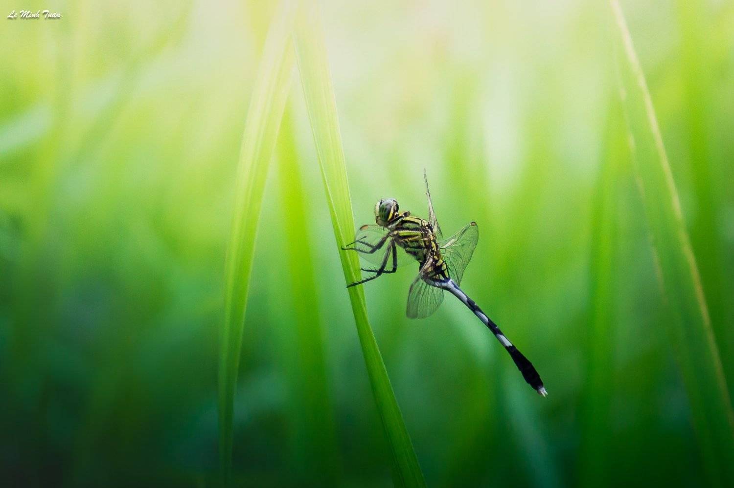 dragonfly, L&ecirc; Minh Tuấn