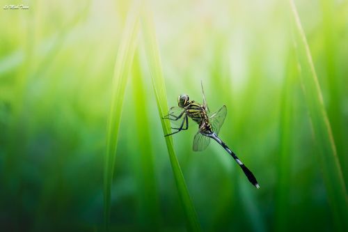 Dragonfly