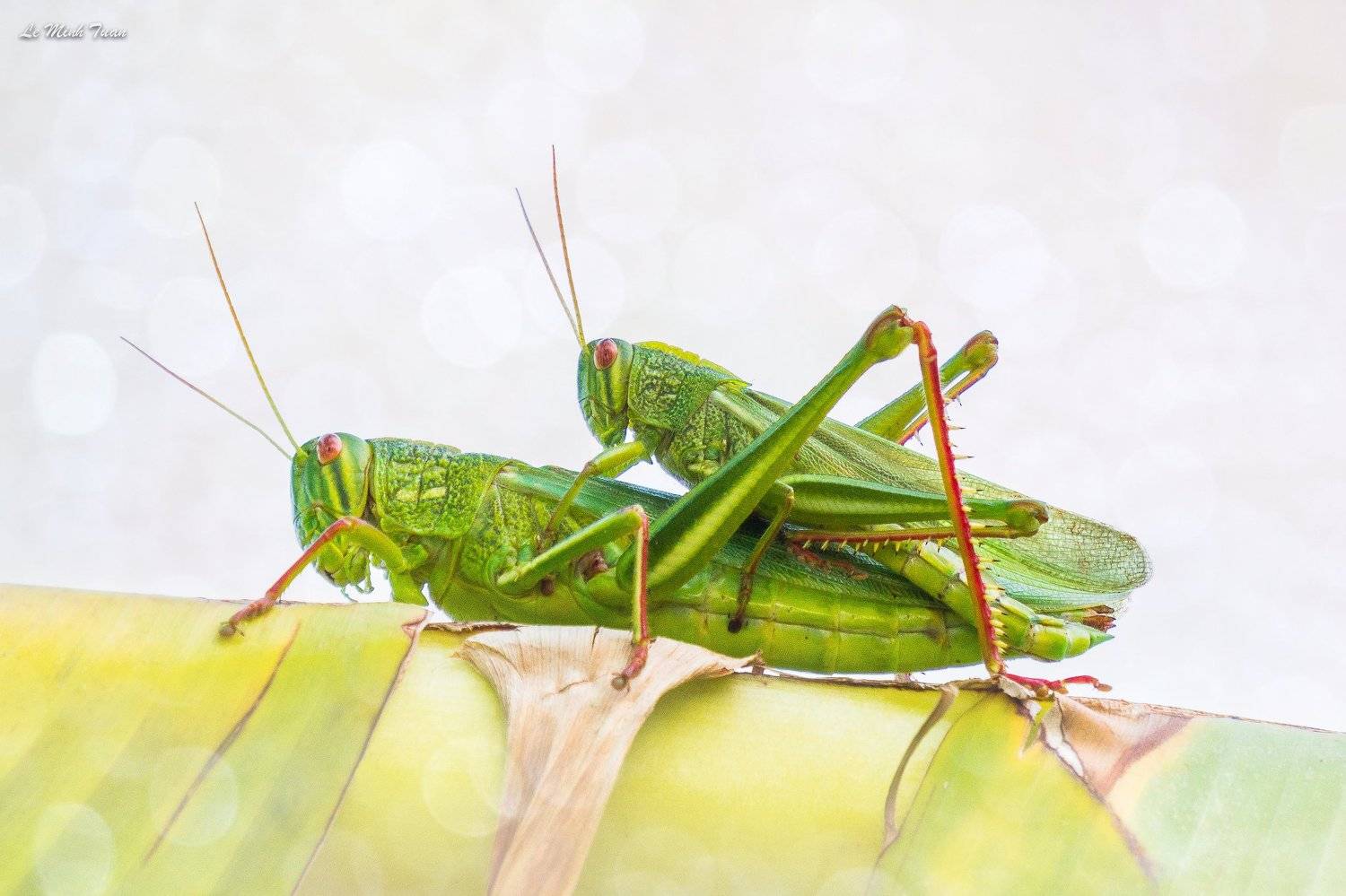 grasshoppers, L&ecirc; Minh Tuấn
