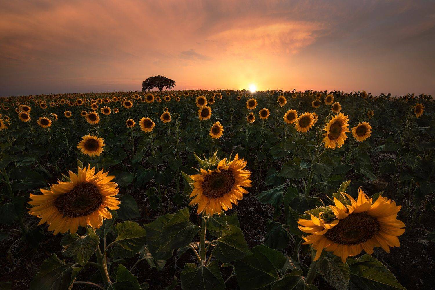 HugoS&oacute;, Hugo, S&oacute;, Sunflowers, Sunset, Alentejo, Portugal, Europe, Nikon. D810, Hugo S&oacute;