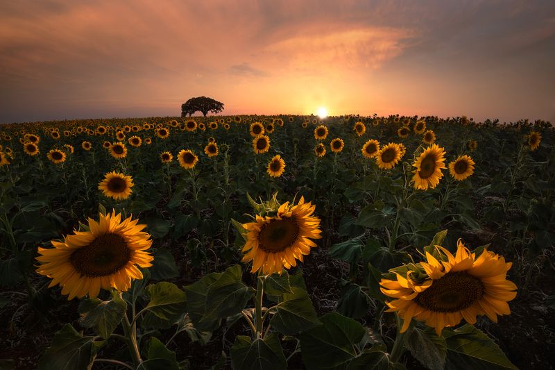 HugoSó, Hugo, Só, Sunflowers, Sunset, Alentejo, Portugal, Europe, Nikon. D810 SUNSHINE фото превью