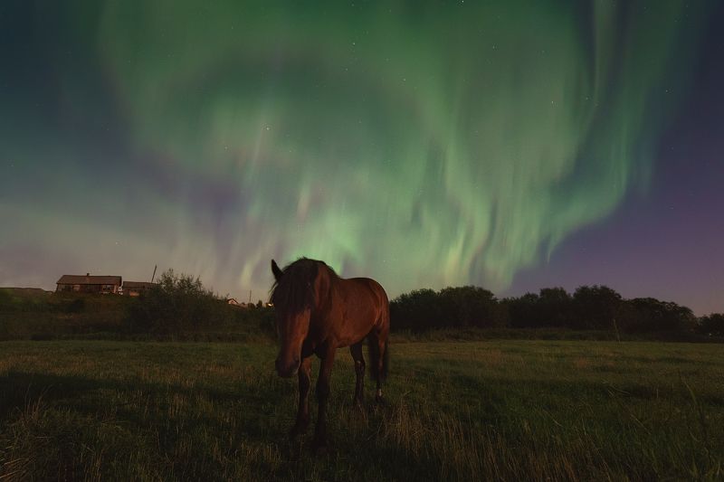 печора,северное сияние,ночь Лошадь северной ночи фото превью