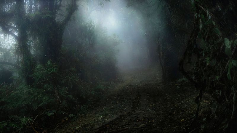 бали, индонезия, джунгли, туман, тропа Тропический рай фото превью