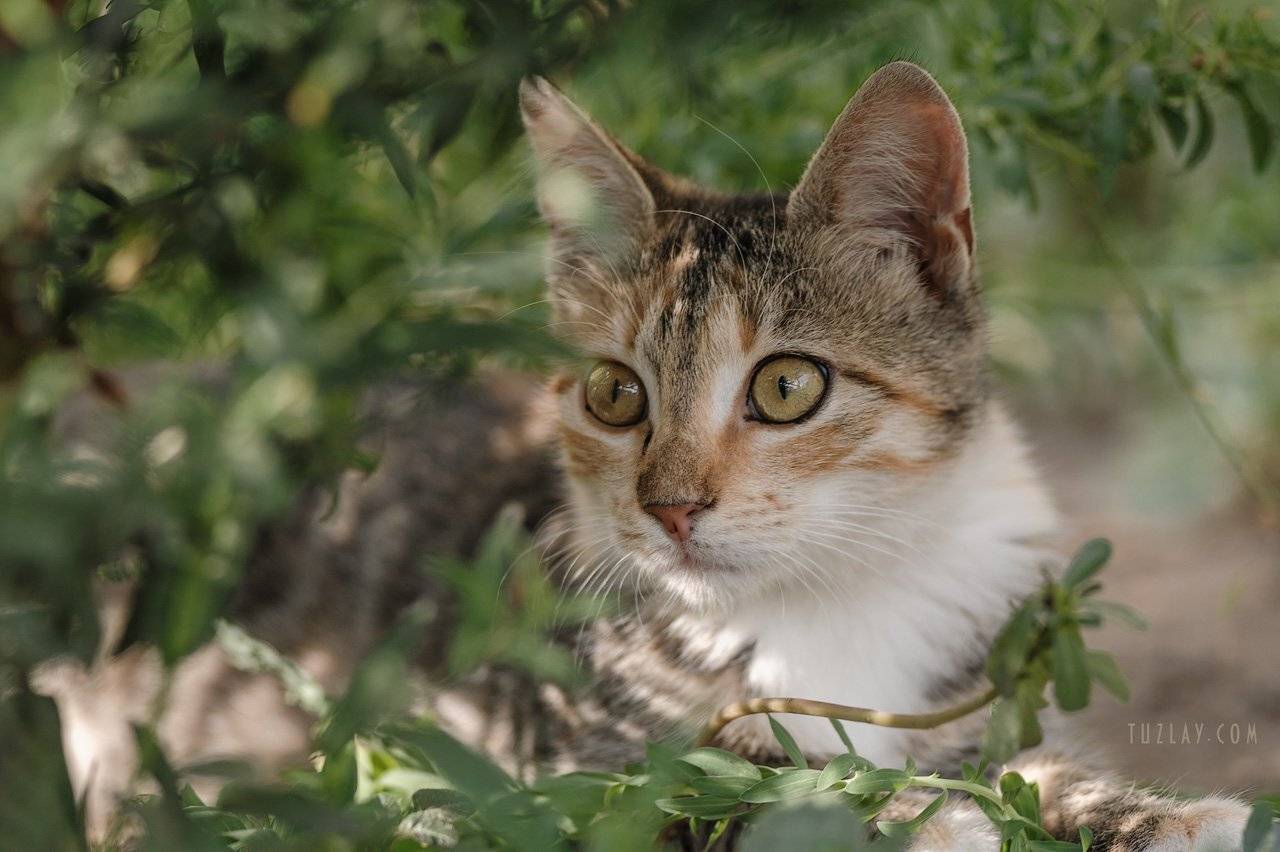 котик, котейка, кошки, юпитер 21м, усатик, кото-фото, котёнок, Владимир Тузлай