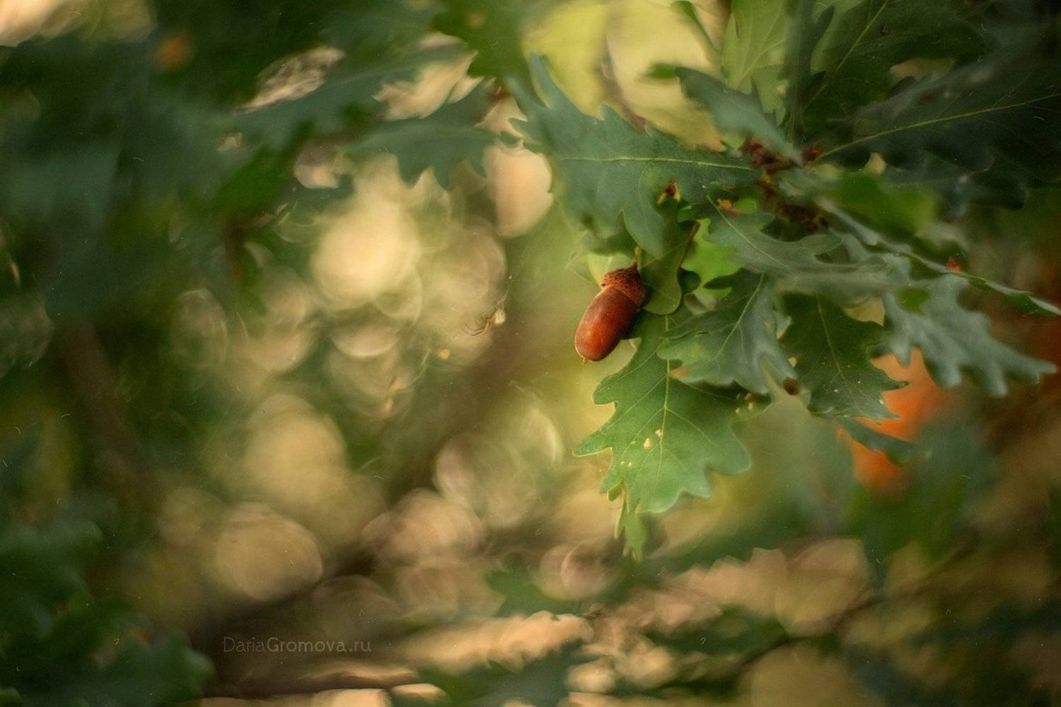 море, боке, натюрморт, дарья громова, фотография, фото, фотоарт, фотограф, закат, дуб,, Дарья Громова