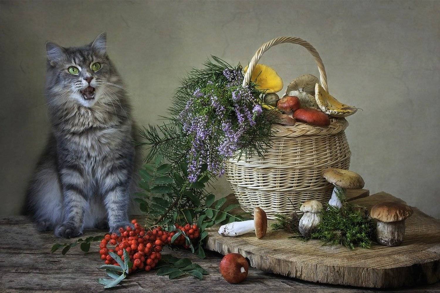 домашние животные, кошка Масяня, натюрморт, грибы, лесные дары, сентябрь, Ирина Приходько