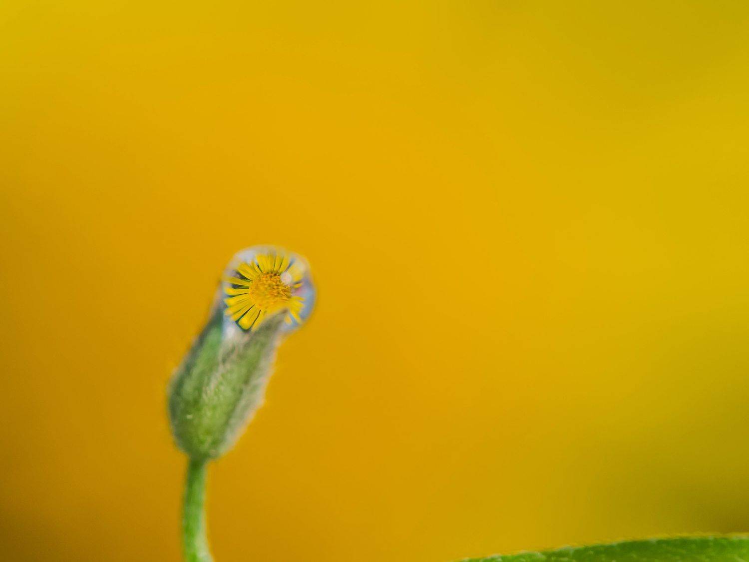 , Евгения Муравская