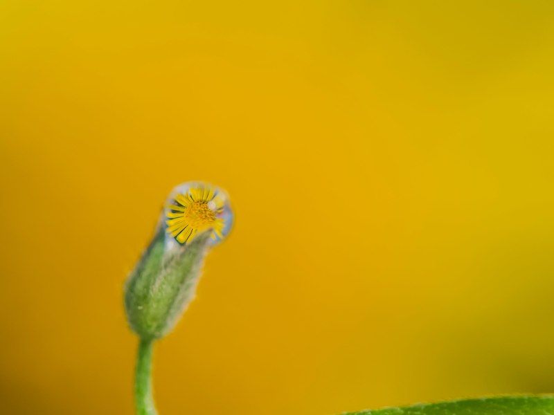 солнышко-ромашка фото превью