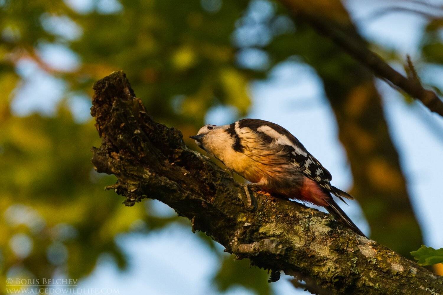 , Борис Белчев