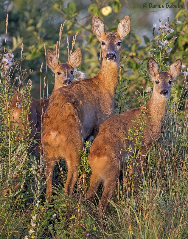 Косули фото превью