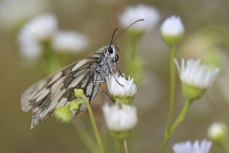 птицы birds бабочка фото превью