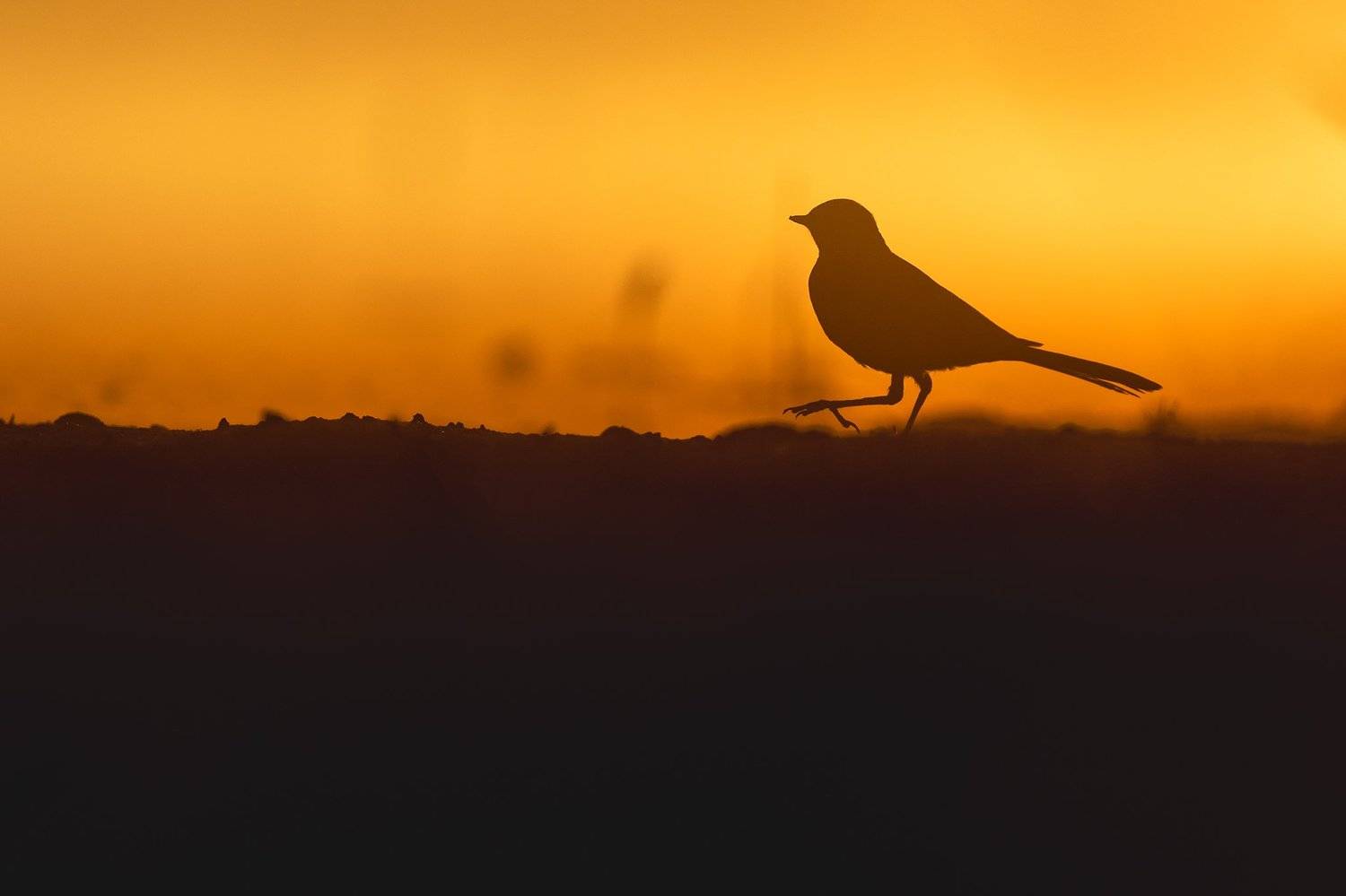 , Łukasz Sok&oacute;ł