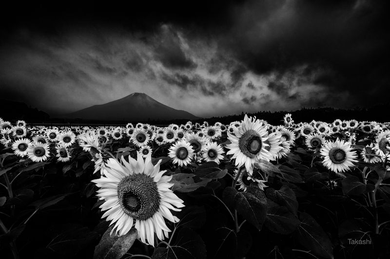 Fuji,Japan,mountain,flower,sunflower,yellow,cloud,storm Before a storm фото превью