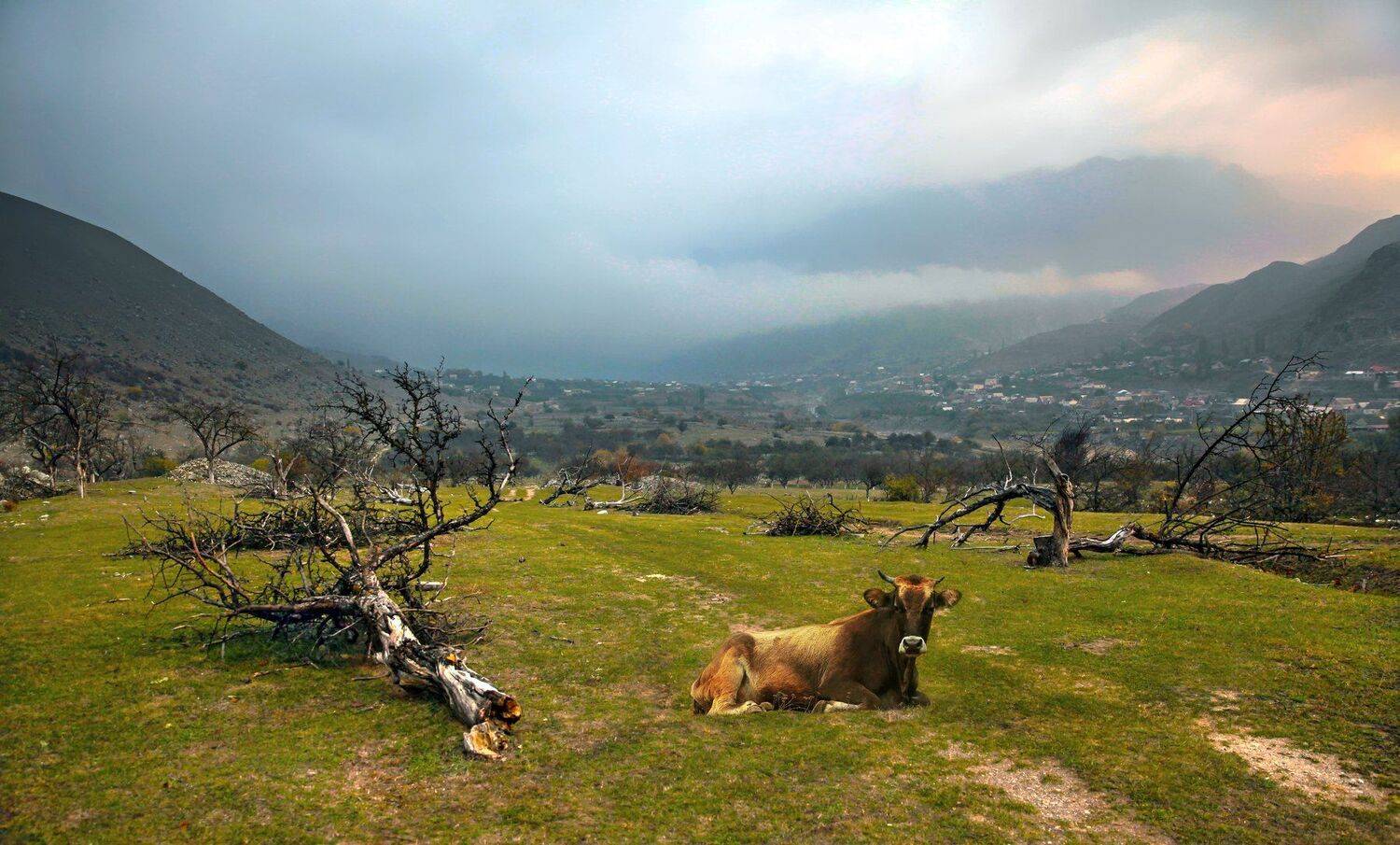 горы,осень,природа,корова,, Marat Magov