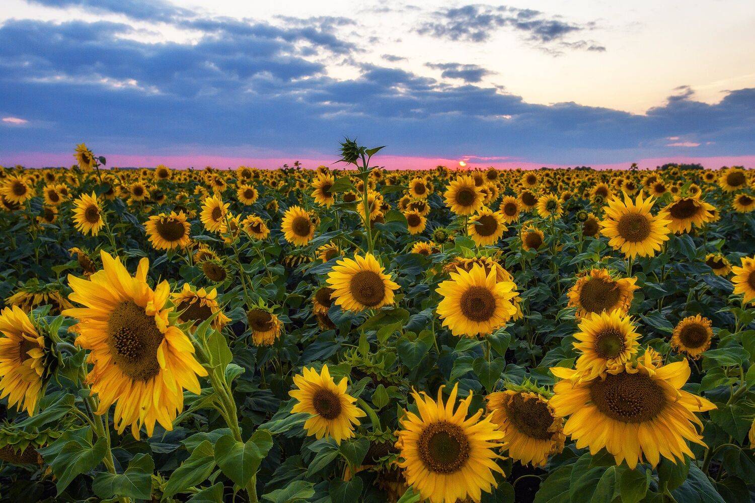 , Павел Сагайдак