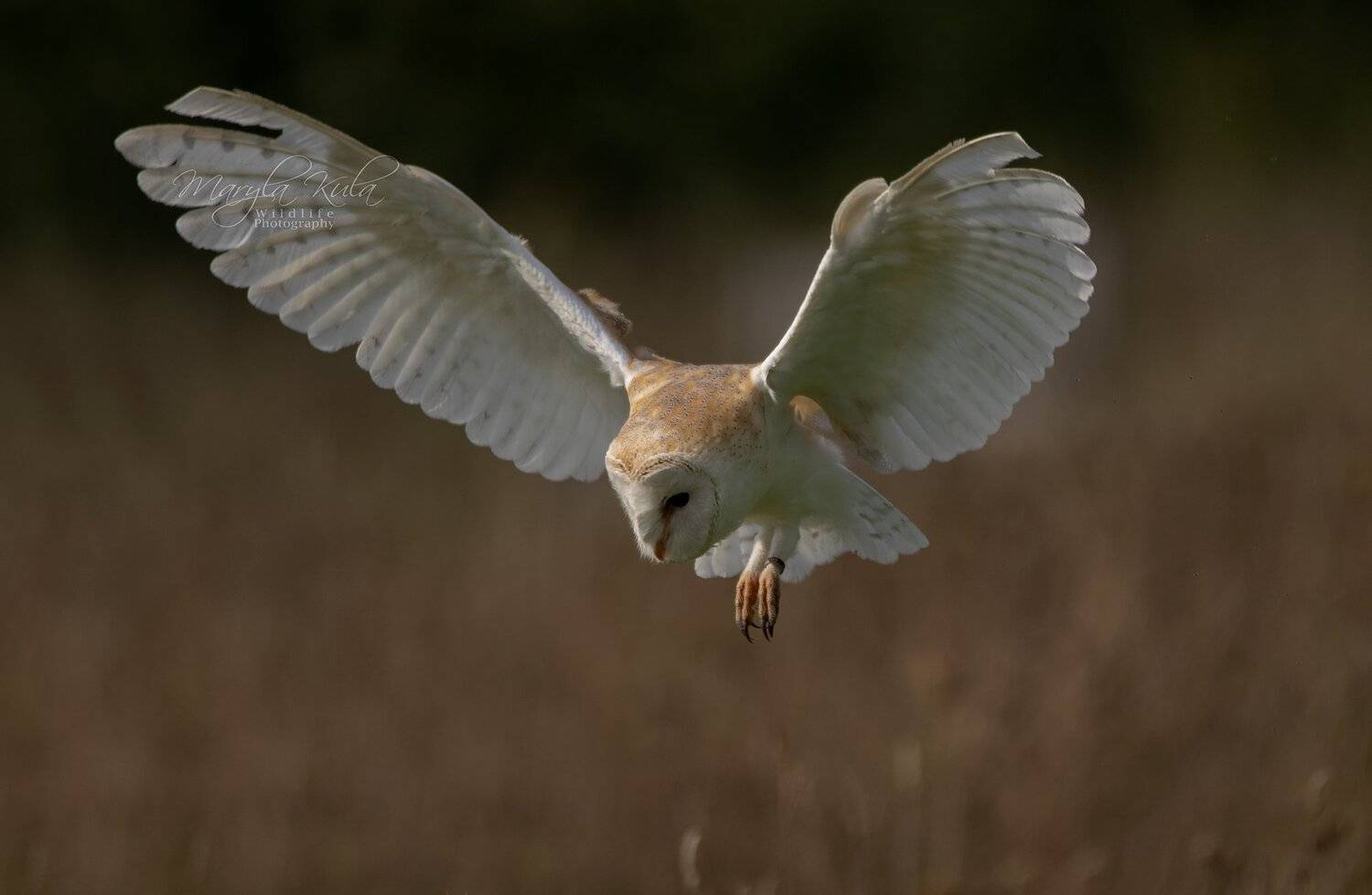 barn owl, bird, birds of prey, nature, wildlife, canon, sigma, MARIA KULA