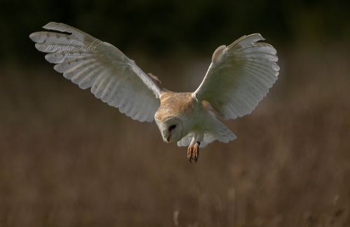 Barn Owl