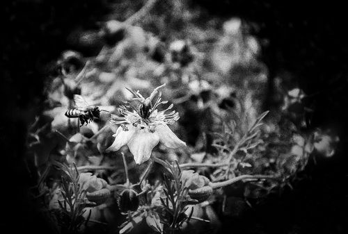 Honey fly