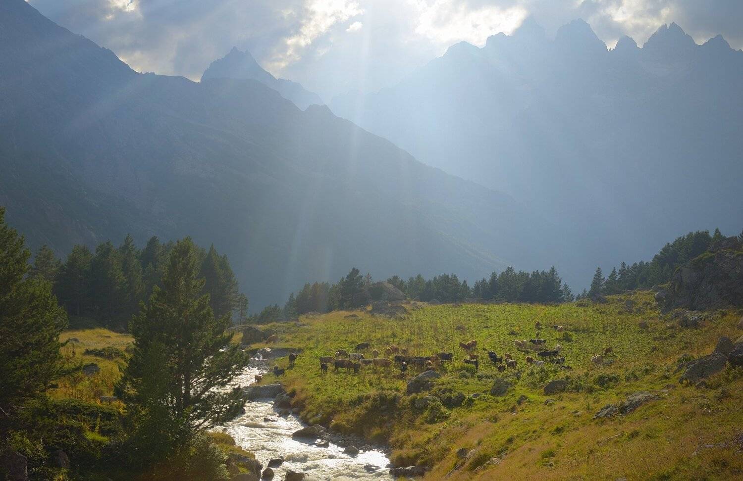 горы, лето, река, актюбе, коровы, Александр Жарников