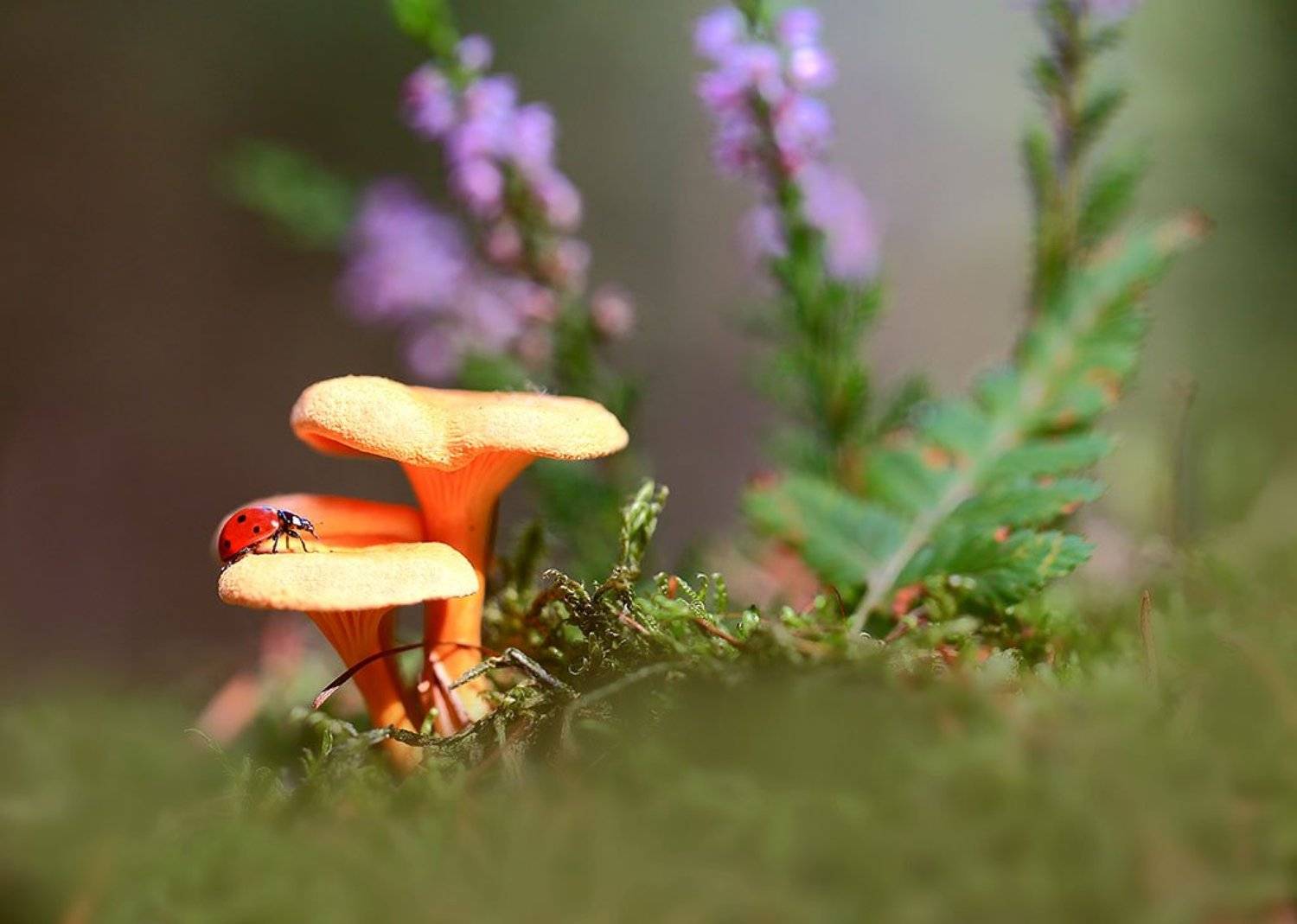 Лес,осень,грибы,Насекомые,мох., Виктор Шнайдер