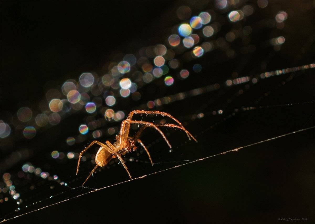 , Валерий Субачев