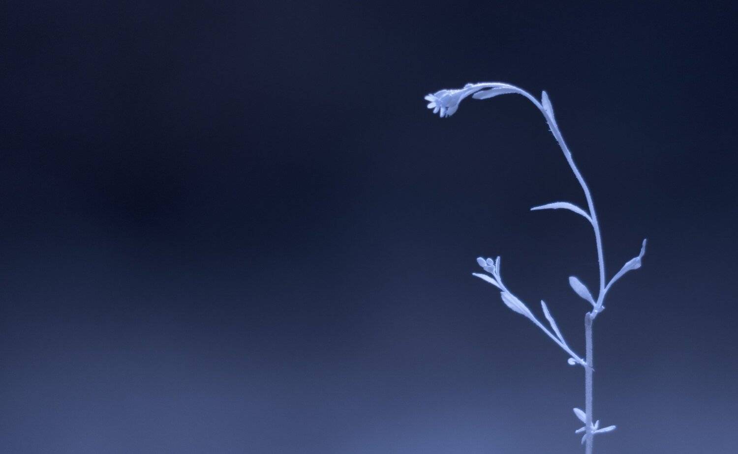 infrared,ик-фото,инфракрасное фото,инфракрасная фотография,природа,беларусь,осень,цветы, Sixten ( Сергей )