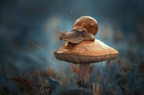 Magic forest
