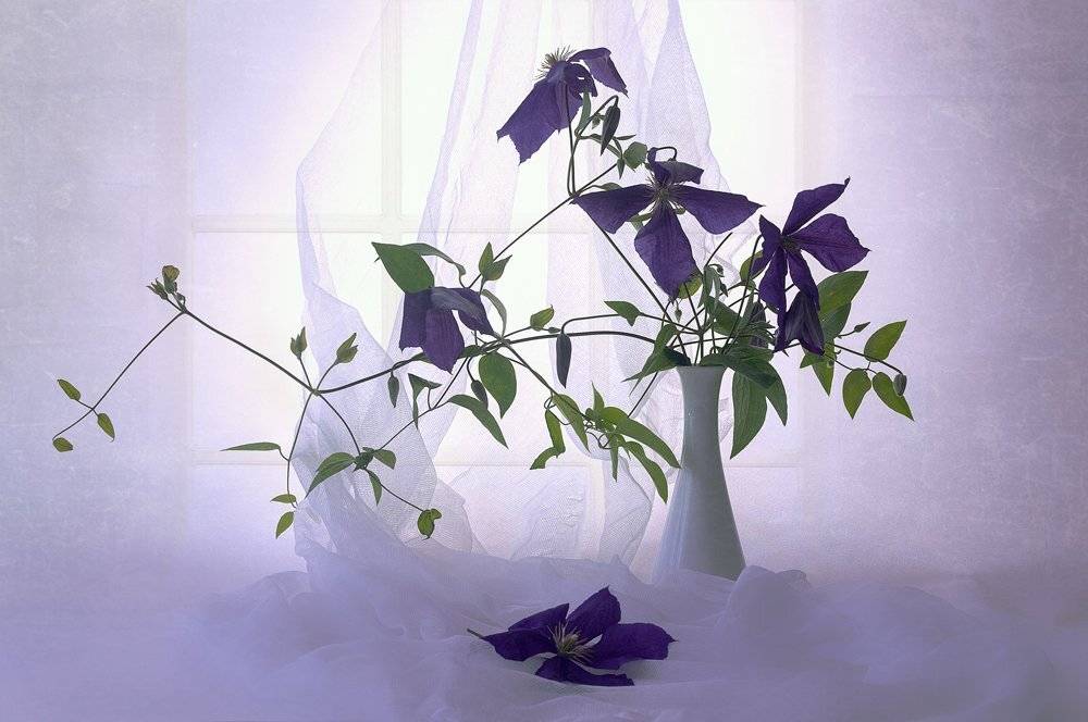 , Анжелика Королева