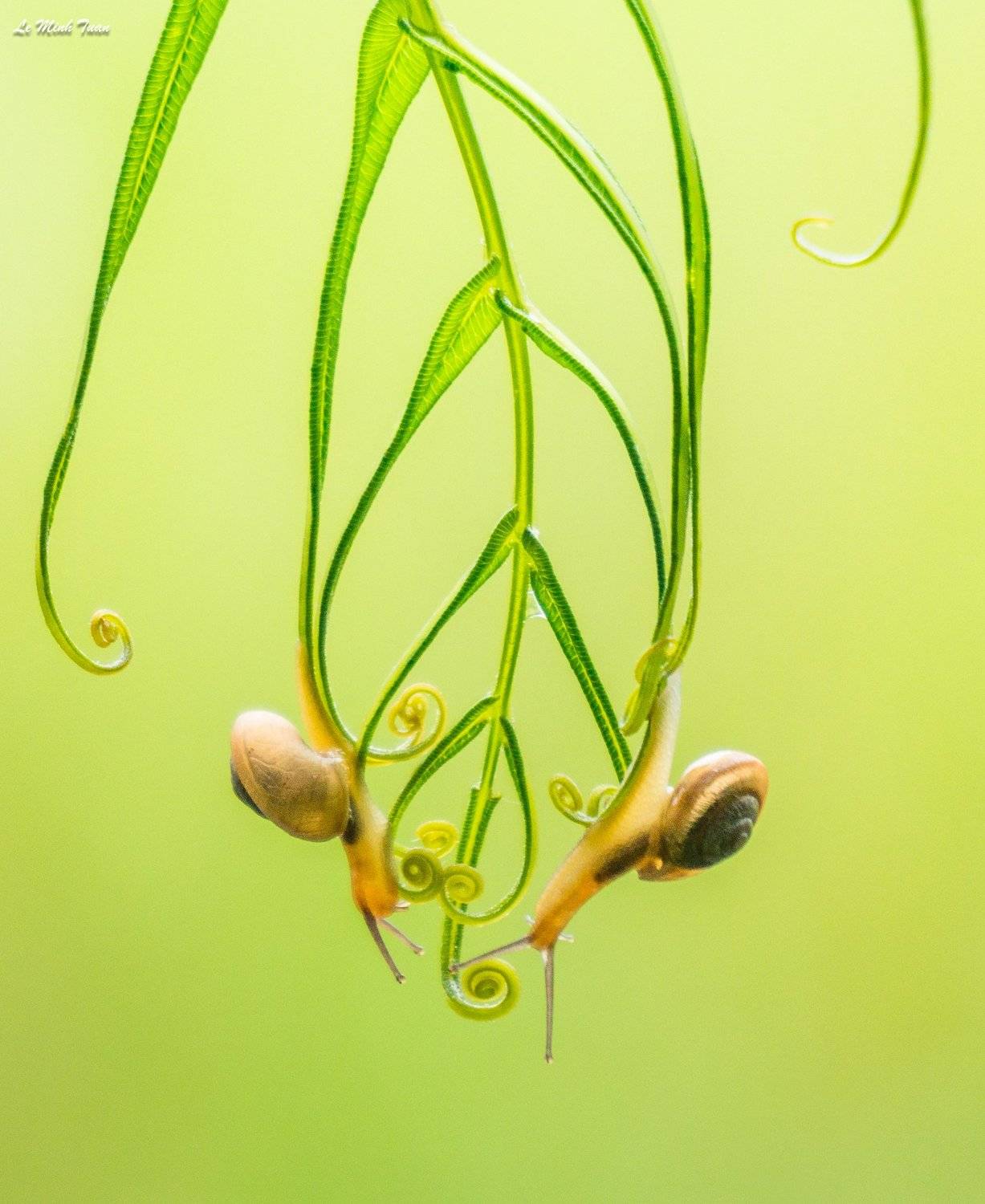 snails, L&ecirc; Minh Tuấn