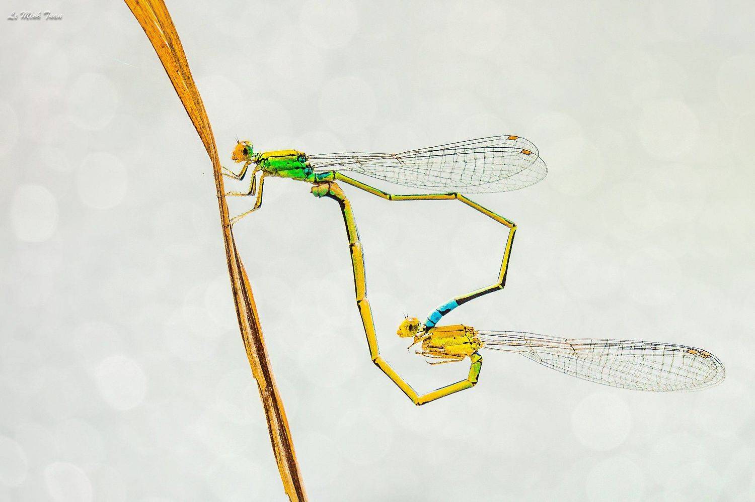 damselflies, L&ecirc; Minh Tuấn