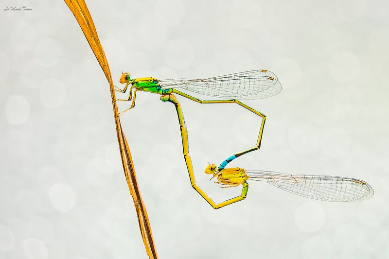 damselflies Mating фото превью